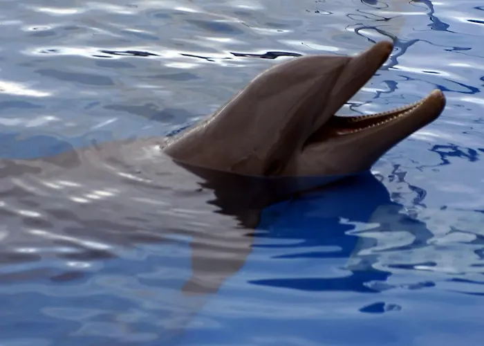 New Center Cristianos * Los Cristianos (Tenerife)